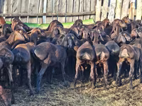 كبش, Hissar sheep — الصورة 3