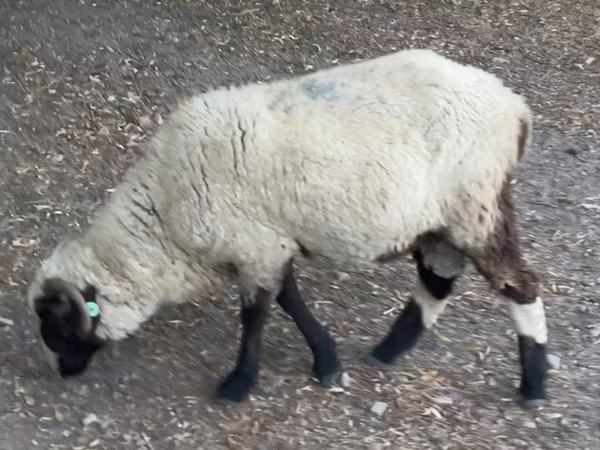 Ram, Sheep