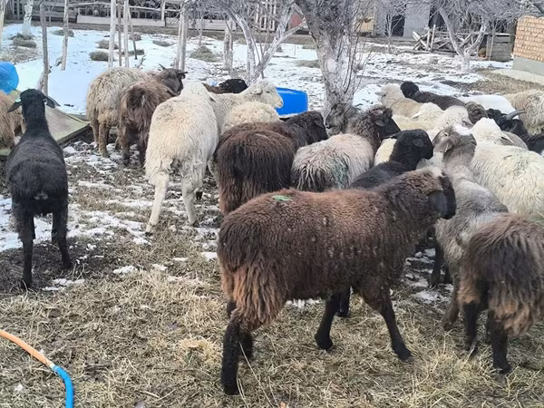 گوسفند