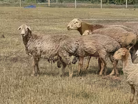 كبش, Hissar sheep — الصورة 7