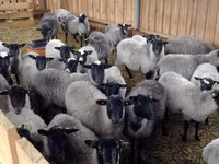 كبش, Romanov sheep — الصورة 5