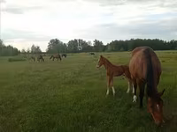 فرس, American shetland pony — الصورة 8