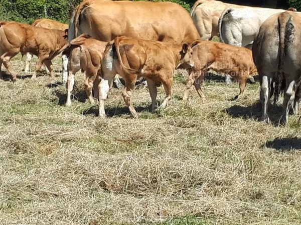 گاو کستای