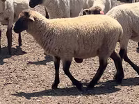 Ram, Hampshire sheep — photo 3