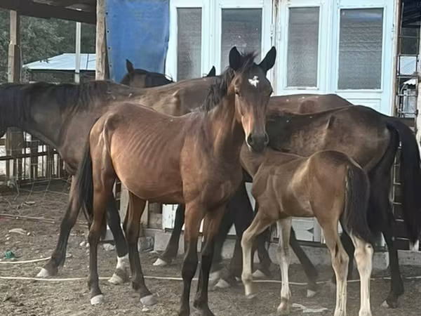 馬