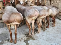 Ram, Sheep — photo 2