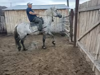 فرس, Horse breed — الصورة 6