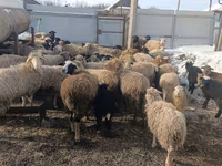 نعجة, Romanov sheep — الصورة 1