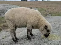 Ram, Hampshire sheep — photo 4