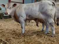 ثور, Charolais cattle — الصورة 4