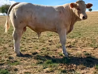 ثور, Charolais cattle — الصورة 3
