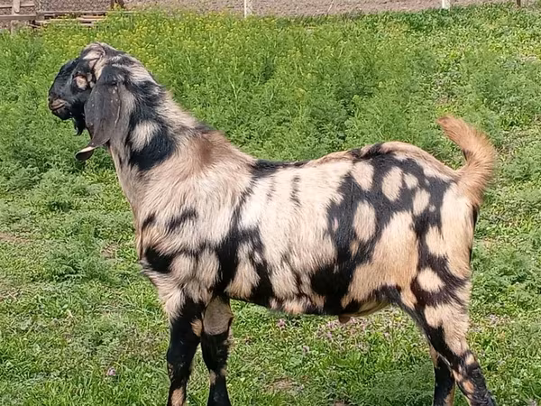 تيس, Nubian Goat