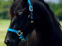 فرس, Rocky Mountain Horse — الصورة 6