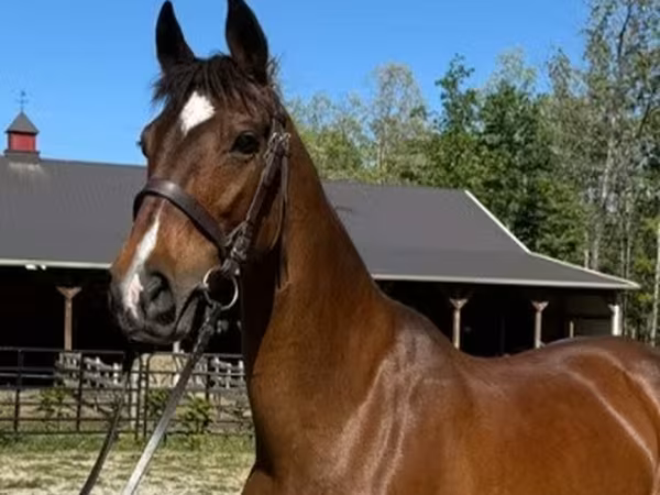 فرس, Dutch warmblood horse