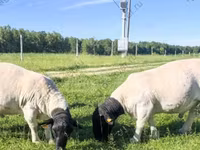 كبش, Kuibyshev sheep — الصورة 4