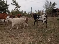 Billy Goat, Nubian Goat — photo 3
