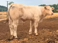 ثور, Charolais cattle — الصورة 4