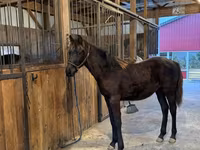 حصان, Rocky Mountain Horse — الصورة 4
