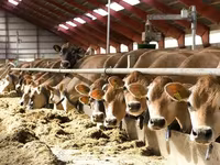 بقرة, Simmental cattle — الصورة 3
