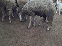 Ram, Baerchuke sheep — photo 1