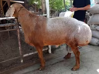 Ram, Sheep — photo 3