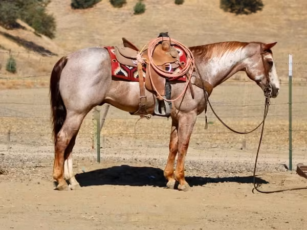 حصان, National Show Horse