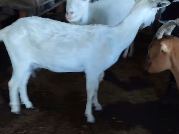 عنزة, Saanen goat