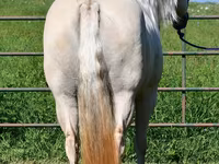 فرس, Quarter Horse — الصورة 8