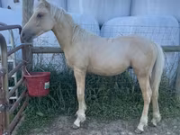 حصان, Palomino — الصورة 1