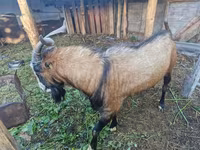 تيس, LaMancha goats — الصورة 1