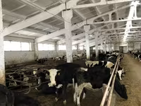 بقرة, Yaroslavl cattle — الصورة 6