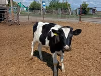 ثور, Russian Black pied cattle — الصورة 1