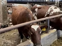 Cow, Holstein breed — photo 7