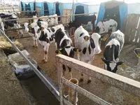 ثور, Swiss cattle — الصورة 7