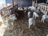 نعجة, Awassi sheep — الصورة 2