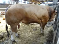 ثور, Partenaise cattle — الصورة 3