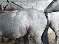 حصان, Horse breed — الصورة 3