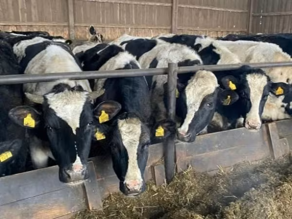بقرة, Russian Black pied cattle