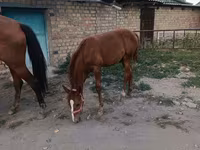 فرس, Thoroughbred horse — الصورة 5