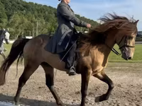 حصان, Rocky Mountain Horse — الصورة 3