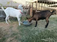 Goat, Saanen goat — photo 1