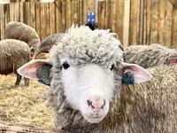 كبش, Merino sheep — الصورة 8