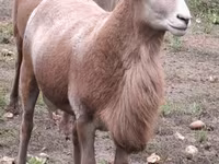كبش, Katum sheep — الصورة 6
