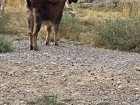 تيس, الماعز — الصورة 1