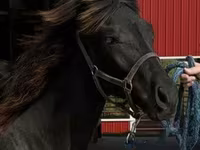 حصان, Rocky Mountain Horse — الصورة 8