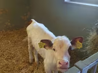 بقرة, Simmental cattle — الصورة 2