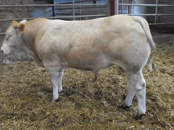 ثور, Blonde d’Aquitane cattle
