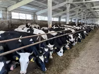 بقرة, Yaroslavl cattle — الصورة 2