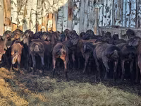 كبش, Hissar sheep — الصورة 5