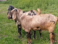 تيس, Nubian Goat — الصورة 3